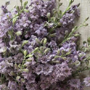 Ridderspore 'Misty Lavender'