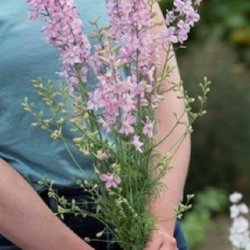 Ridderspore 'Fancy Belladonna'