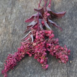 R�d Havem�lde - �kologisk