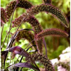 Setaria 'Red Jewel'