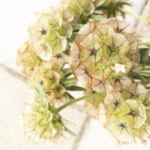 Stjerneskabiose 'Ping Pong'