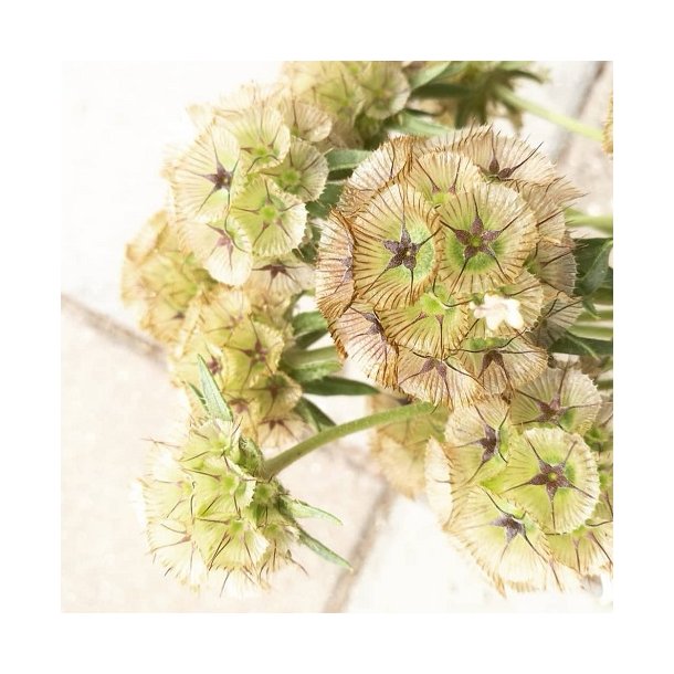 Scabiosa stellata 'Ping Pong'