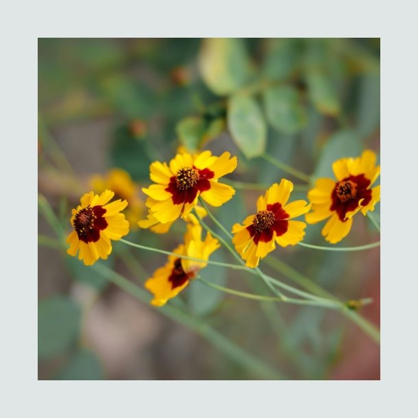 Sknhedsje - kologisk