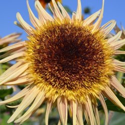 Solsikke 'Astra Rose' F1