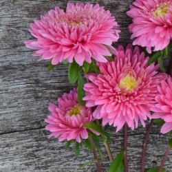 Sommerasters 'Baronesse Pink' - XL