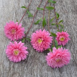 Sommerasters 'Baronesse Pink' - XL