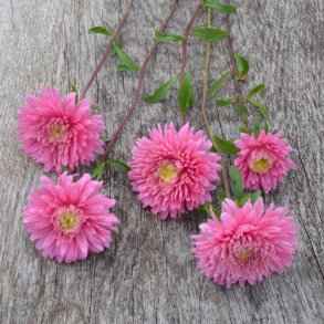 Sommerasters 'Baronesse Pink' - XL