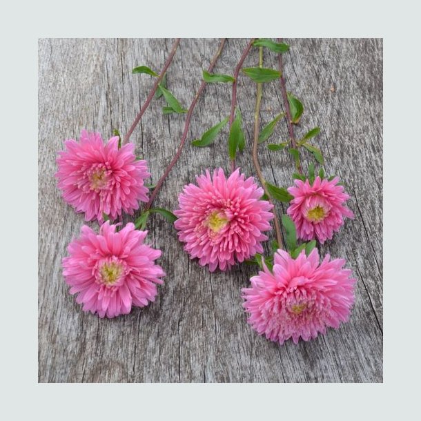 Sommerasters 'Baronesse Pink' - XL