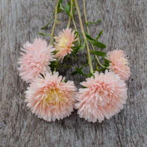 Sommerasters 'Baronesse Salmon Rose' - XL