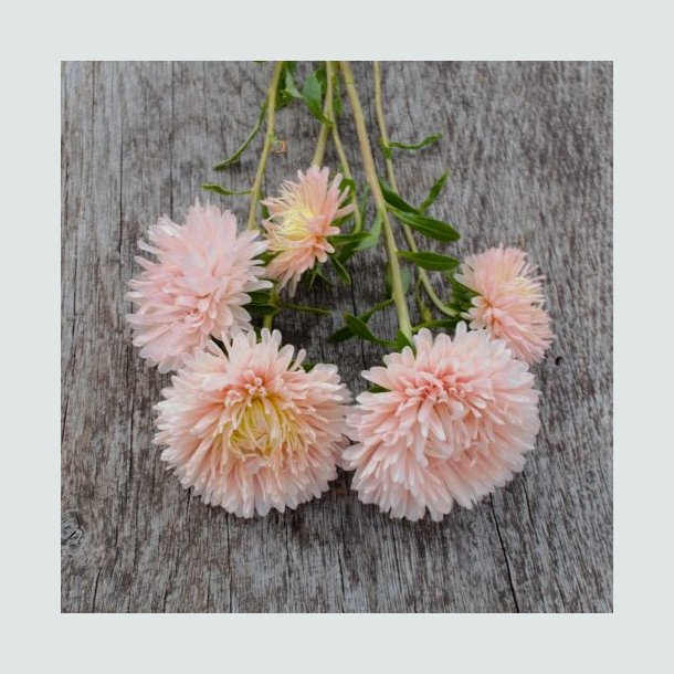 Sommerasters 'Baronesse Salmon Rose' - XL