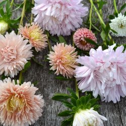 Sommerasters The Roses Mixture' 