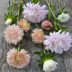 Sommerasters The Roses Mixture' 