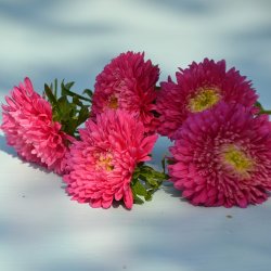 Sommerasters 'Princess Pink' - XL