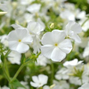 Sommerfloks 'Alba' - XL