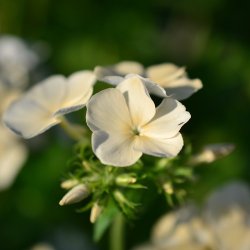 Sommerfloks 'Isabellina' - XL