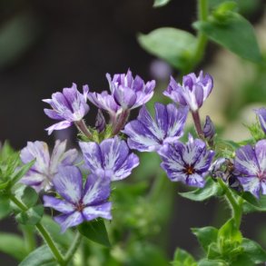 Sommerfloks 'Sugar Star'