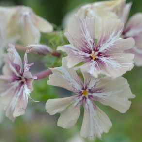 Sommerfloks 'Crme Brle'