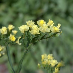 Statice 'Forever Moonlight'