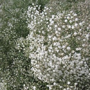 Brudeslr 'Snowflake'