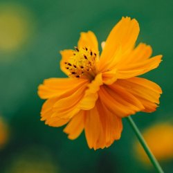 Svovlgul Cosmos - kologisk