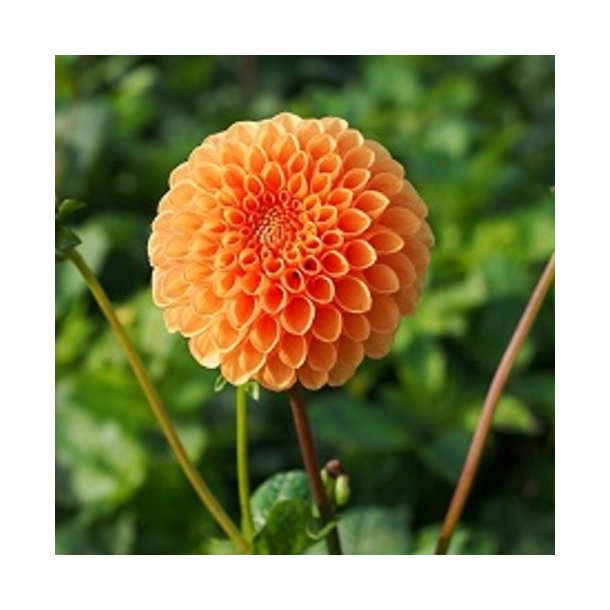 Dahlia 'Sylvia' - kologisk