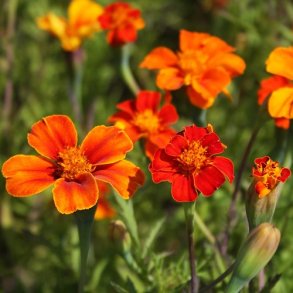 Tagetes 'Orange' - kologisk