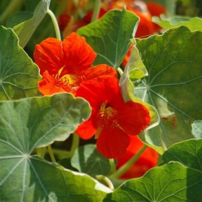 Tallerkensmkker LAV - kologisk