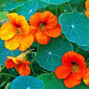 Tallerkensmkker - kologisk