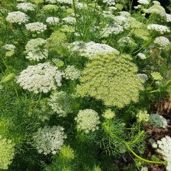 Tandstikkerurt - kologisk