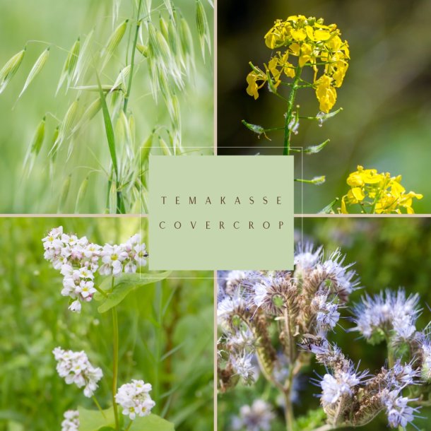 Frkasse Covercrop - kologisk