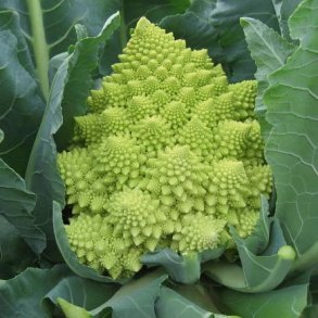 Romanesco blomkl 