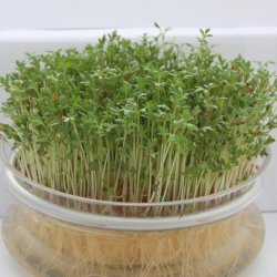 Spireglas til mikrospirer