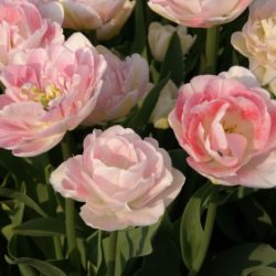 Tulipan 'Ang�lique'
