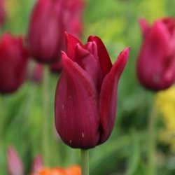 Tulipan 'Merlot'