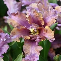 Tulipan 'Vovos'