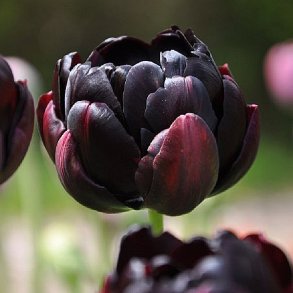 Tulipan 'Black Hero'
