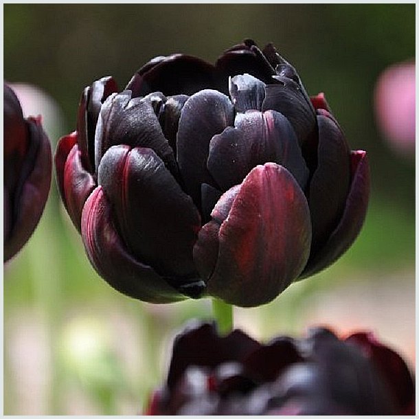 Tulipan 'Black Hero'