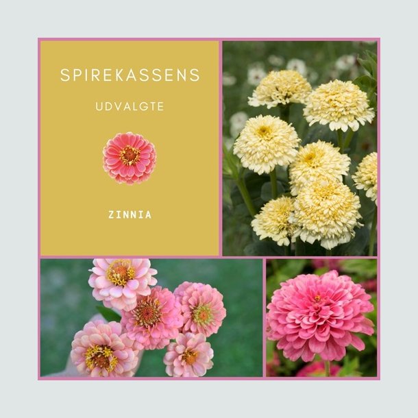 Spirekassens Udvalgte - Zinnia