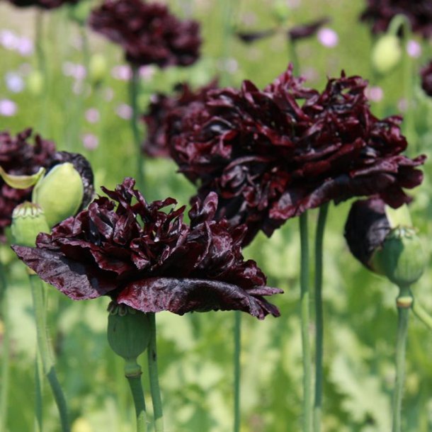 Opiumsvalmue 'Black Paeony' - kologisk