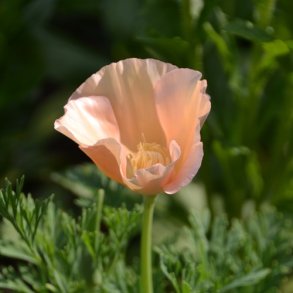 Californisk Guldvalmue Thai Silk 'Pink Champagne'