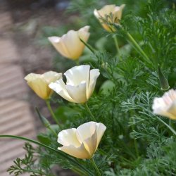 Californisk Guldvalmue Thai Silk 'Pink Champagne'