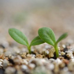 Vermiculite - 3 liter