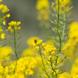 Vild Rucola 'Selvatica' - kologisk