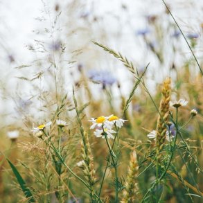 Hjemmehrende blomstergrs - Halvskygge/Skygge