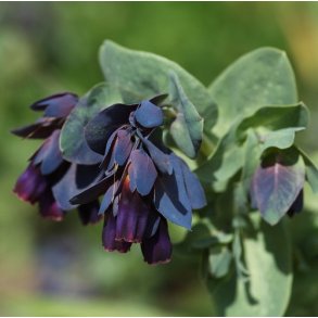 Voksurt 'Kiwi Blue'- XL