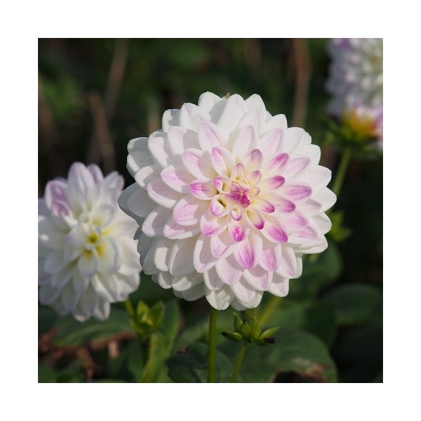 Dahlia 'Wittem' - kologisk