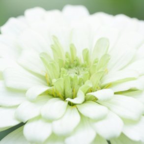 Zinnia 'Purity'