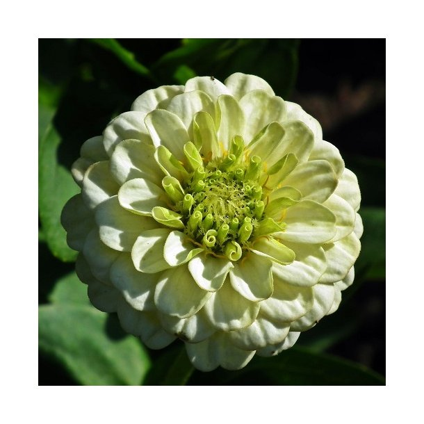 Zinnia 'Purity'