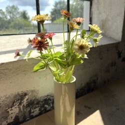  Zinnia 'Peaches &amp; Cream'