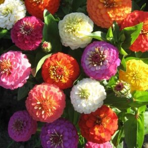 Zinnia 'Liliput Mixed'